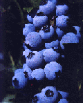 BLueberries